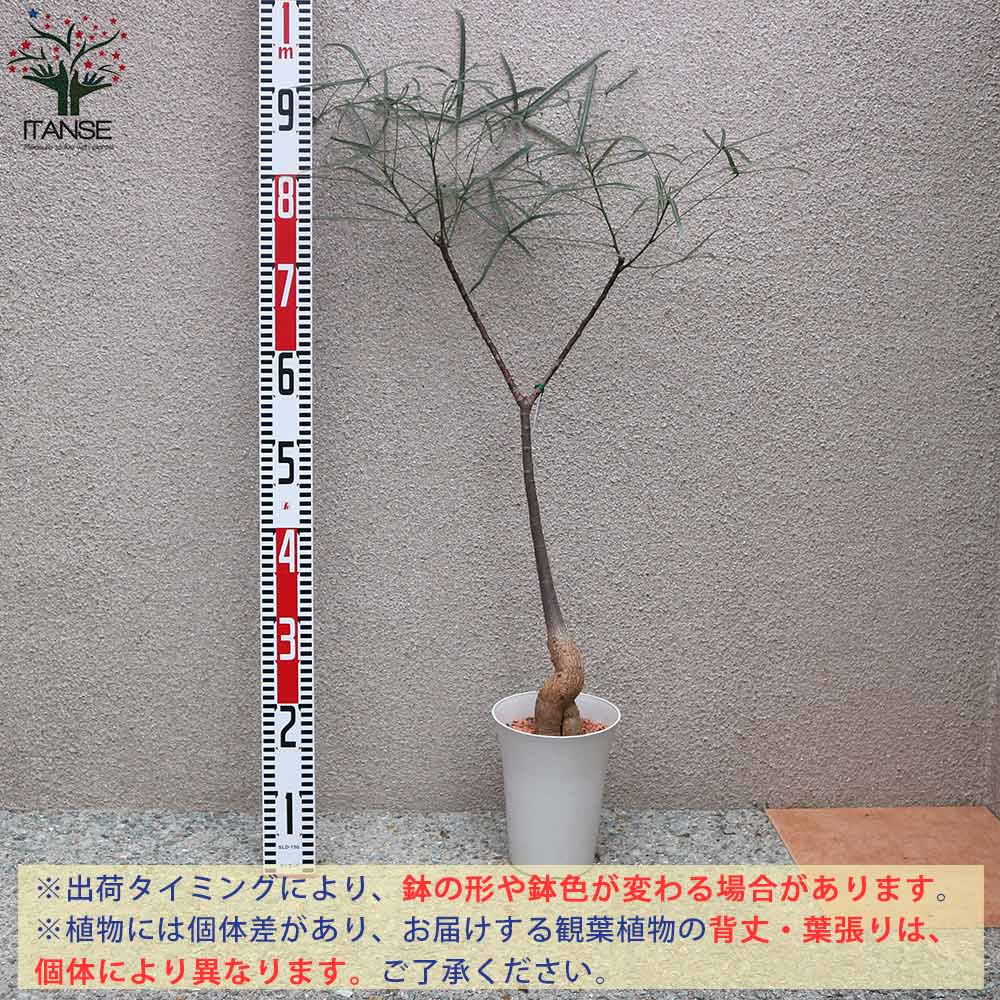 ボトルツリー (ブラキキトン・ルペストリス) Mサイズ【観葉植物