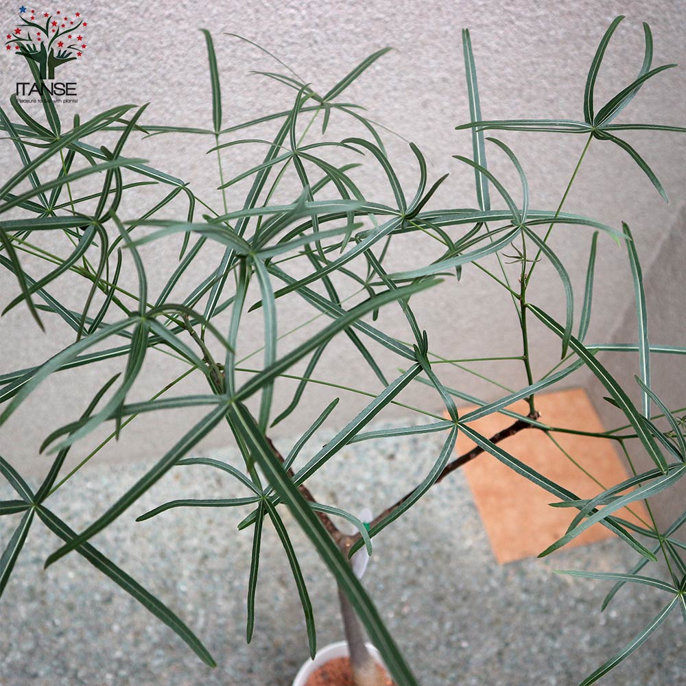 ボトルツリー (ブラキキトン・ルペストリス) Mサイズ【観葉植物