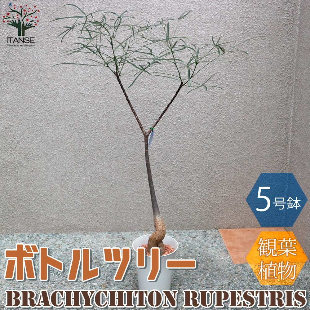 ボトルツリー (ブラキキトン・ルペストリス) Mサイズ【観葉植物 5号プラスチック鉢／1個売り】