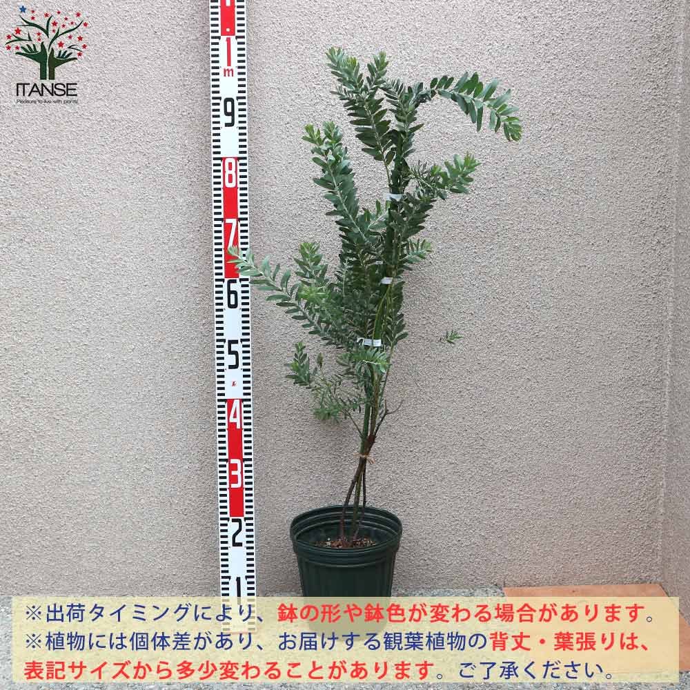 アカシア ブルーブッシュ【庭木 6号鉢／1個売り】｜ 【植物の