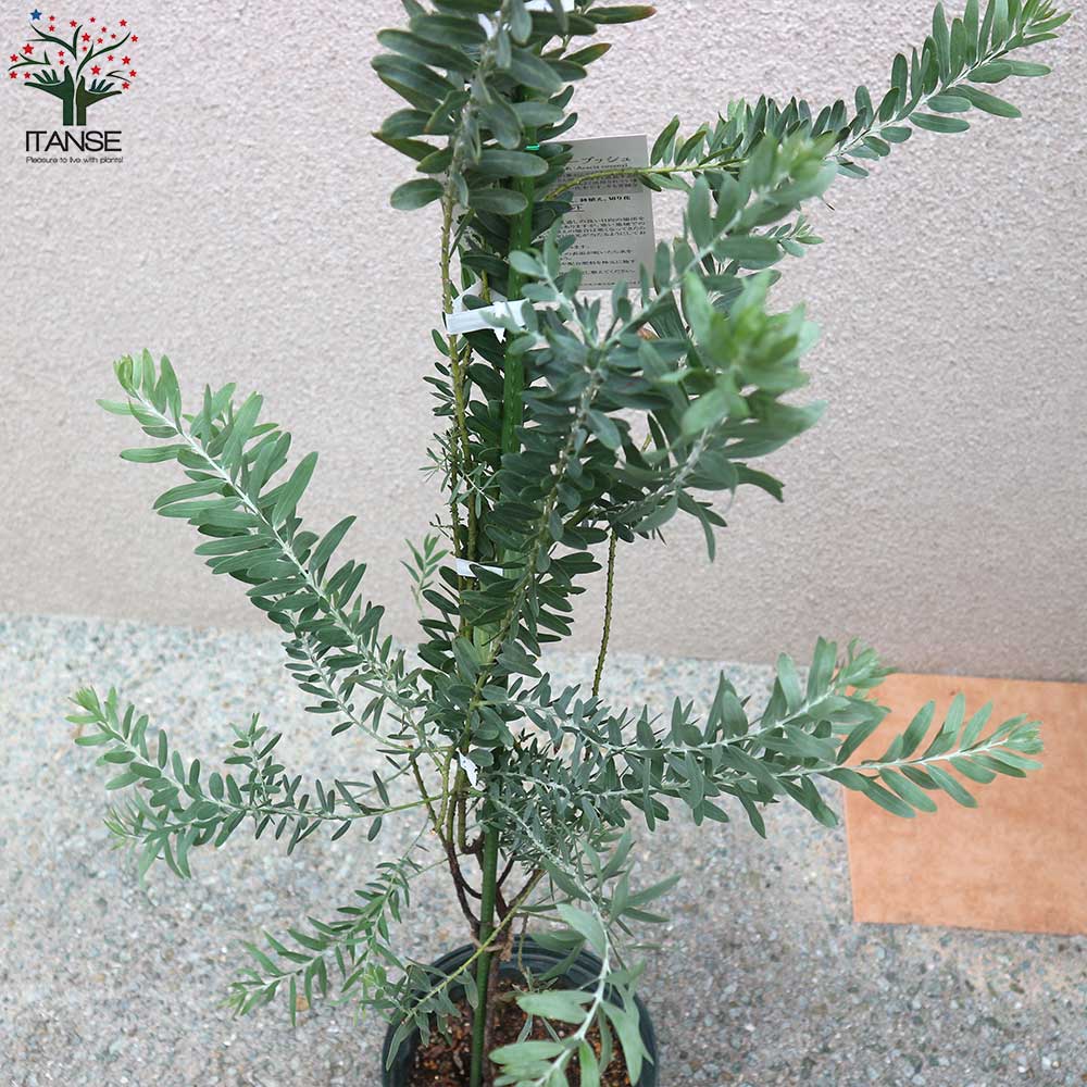 アカシア ブルーブッシュ【庭木 6号鉢／1個売り】｜ 【植物の