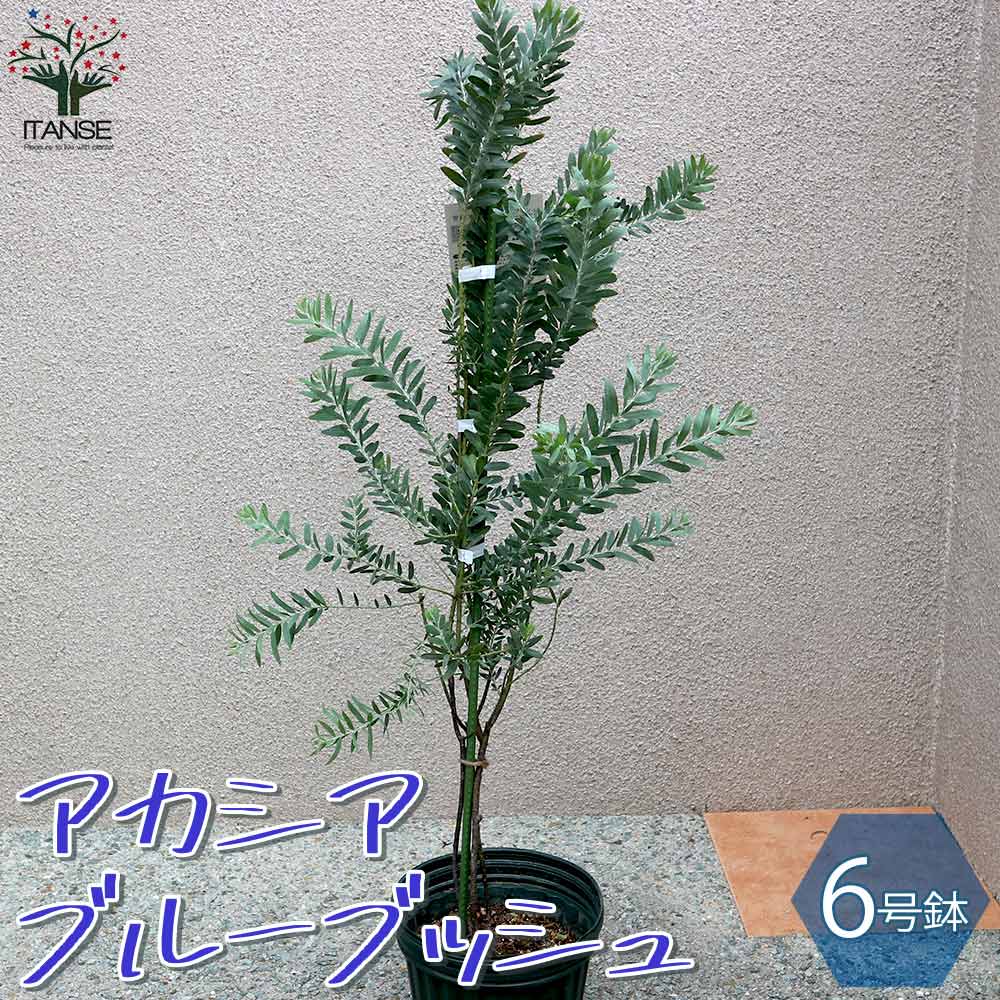 アカシア ブルーブッシュ【庭木 6号鉢／1個売り】｜ 【植物の
