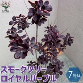 スモークツリー ロイヤルパープル【庭木 7号鉢／1個売り】|植木・花木