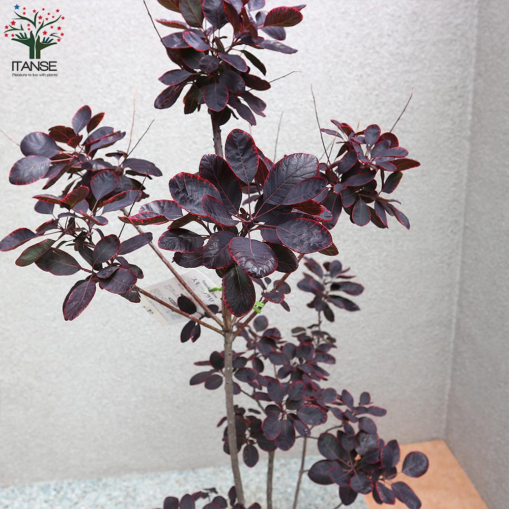 花木苗 スモークツリー ロイヤルパープル 1株 : 花と緑 国華園