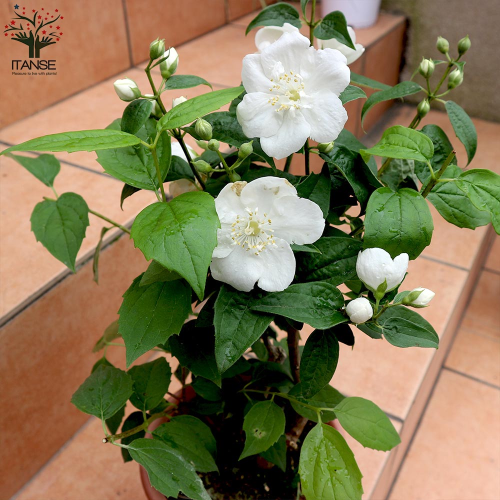 梅花空木 (バイカウツギ) 【庭木 5号鉢／1個売り】｜ 【植物の