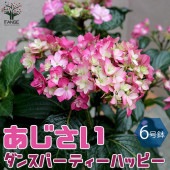 アジサイ ダンスパーティーハッピー【庭木 6号鉢／1個売り】|植木・花木