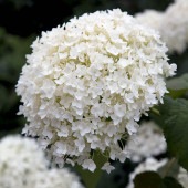アジサイ アナベル【庭木 7号鉢／1個売り】|植木・花木