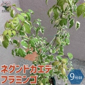 ネグンドカエデ フラミンゴ【庭木 9号鉢／1個売り】|植木・花木