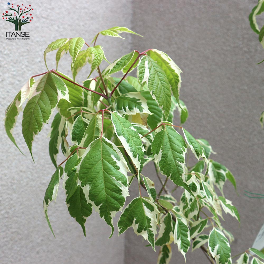 ネグンドカエデ フラミンゴ【庭木 9号鉢／1個売り】｜ 【植物の