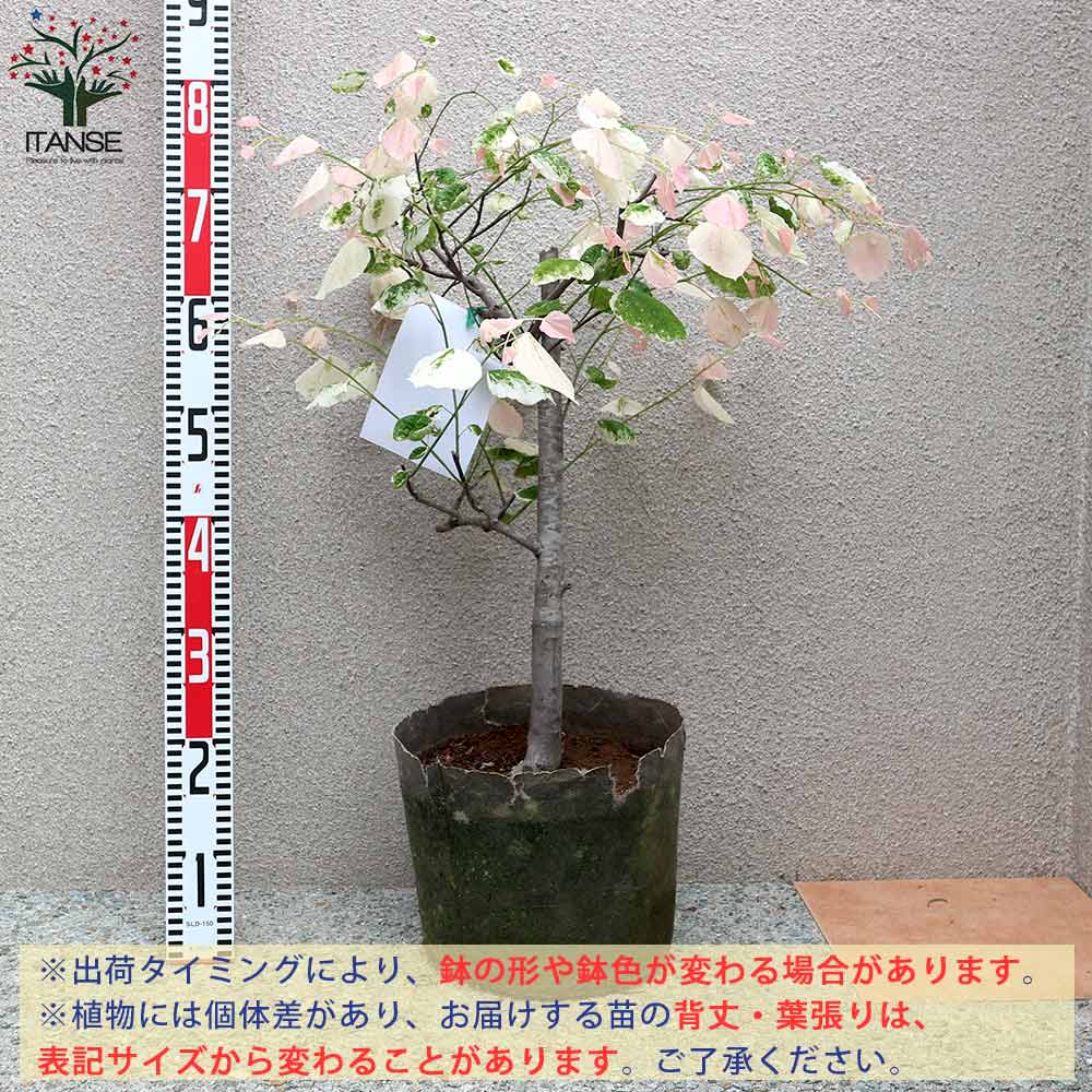 アメリカハナズオウ シルバークラウド【庭木 8号ナーセリーポット／1個