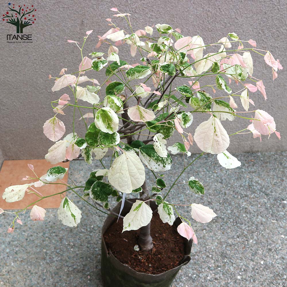 アメリカハナズオウ シルバークラウド【庭木 8号ナーセリーポット／1個