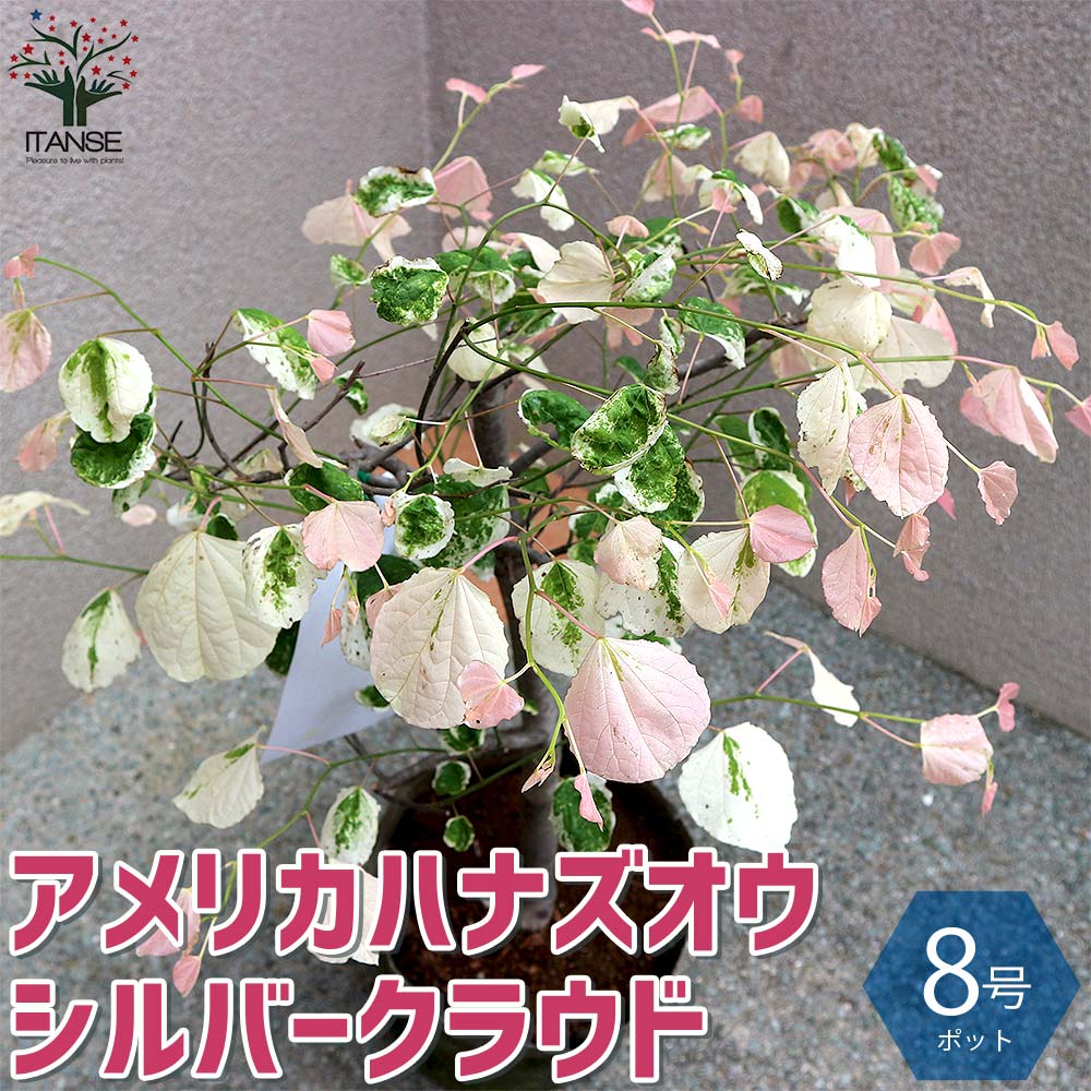 アメリカハナズオウ シルバークラウド【庭木 8号ナーセリーポット／1個