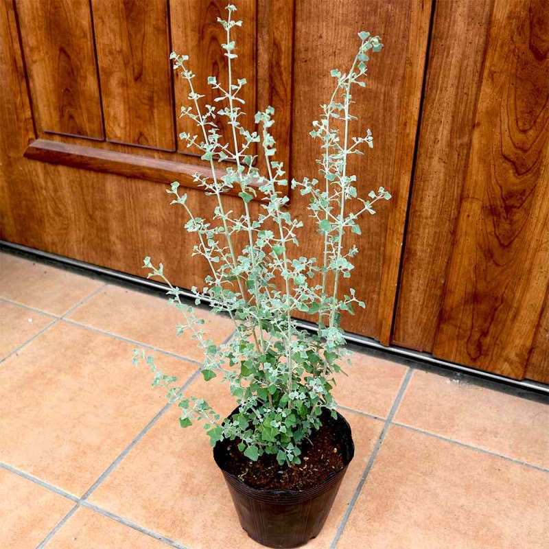 斑入りポトス 2品種【観葉植物 3号ポット】｜ 【植物のITANSE