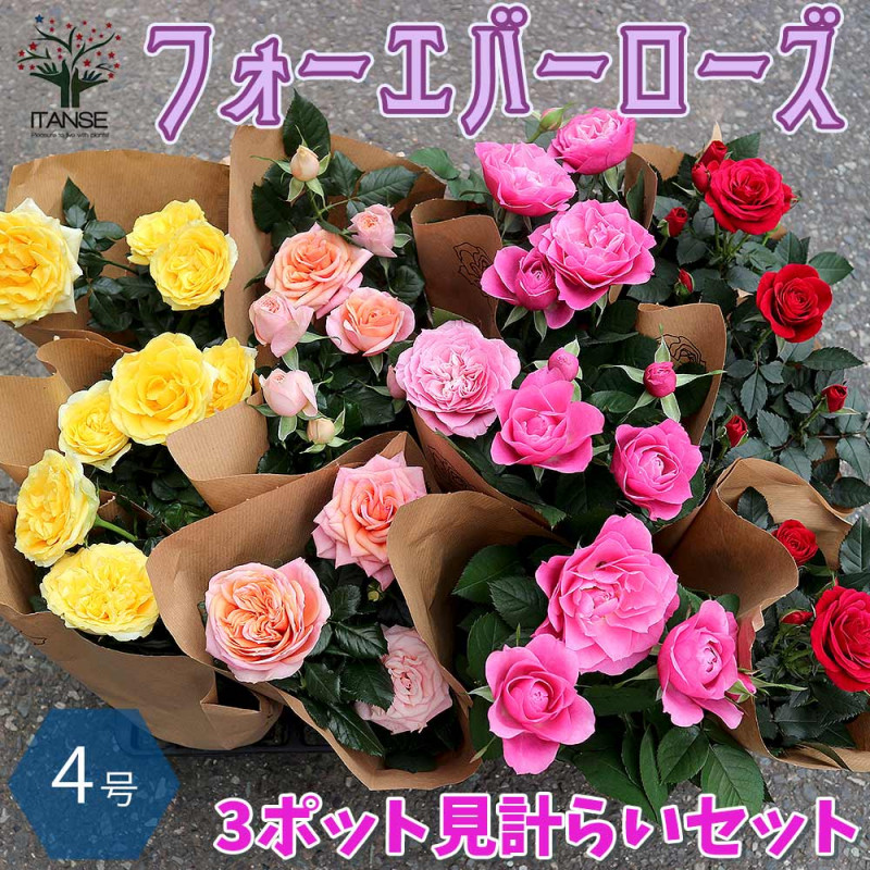 ミニ薔薇｜【植物のITANSE】全品送料無料・即出荷!