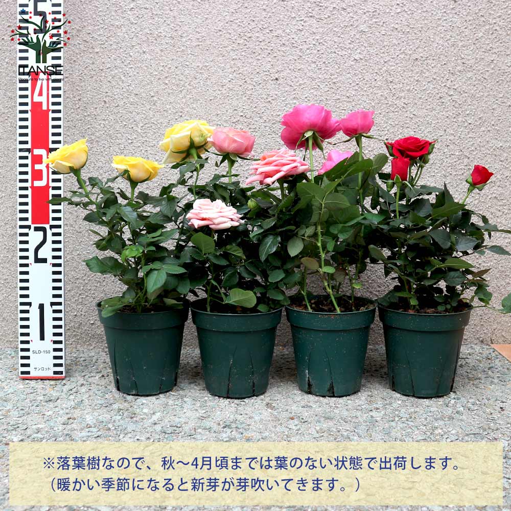 薔薇の苗木 ミニバラ フォーエバーローズ 3鉢見計らいセット【花苗 4号
