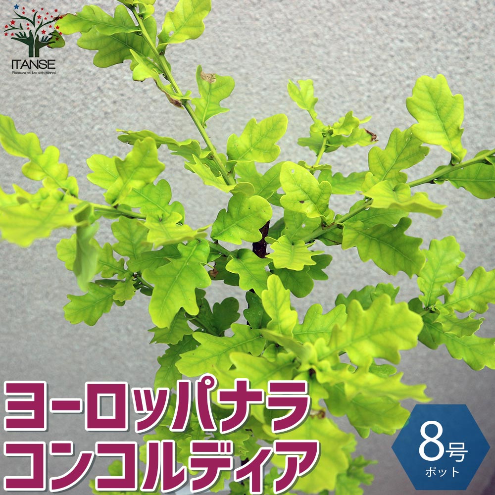 ヨーロッパナラ (イギリスナラ) コンコルディア 【庭木 8号鉢／1個売り