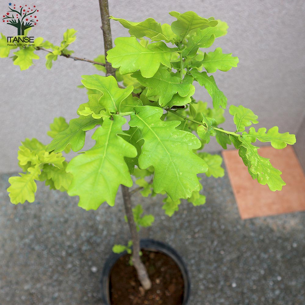 イギリスナラ★コンコルディア★接木ポット苗★№10 イギリスナラ | コンコルディア - 植木農家のお店 通販はこちら