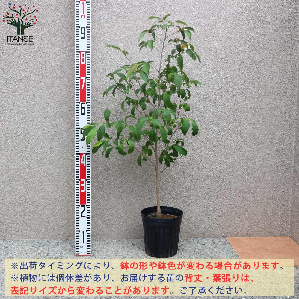 【専用】ピンクシャラノキ/ヨアケマエ/夏椿/大株立ち【現品発送】管理70515 ピンクシャラノキ/ヨアケマエ/夏椿/大株立ち【現品発送】管理