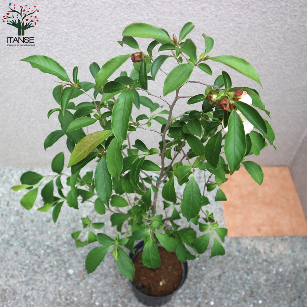 夏椿✨様 リクエスト 2点 まとめ商品 夏椿（ナツツバキ） - 山椿舎