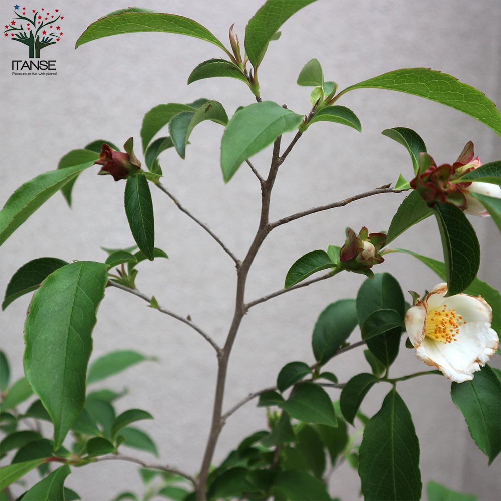 【専用】ピンクシャラノキ/ヨアケマエ/夏椿/大株立ち【現品発送】管理70515 ピンクシャラノキ/ヨアケマエ/夏椿/大株立ち【現品発送】管理70515