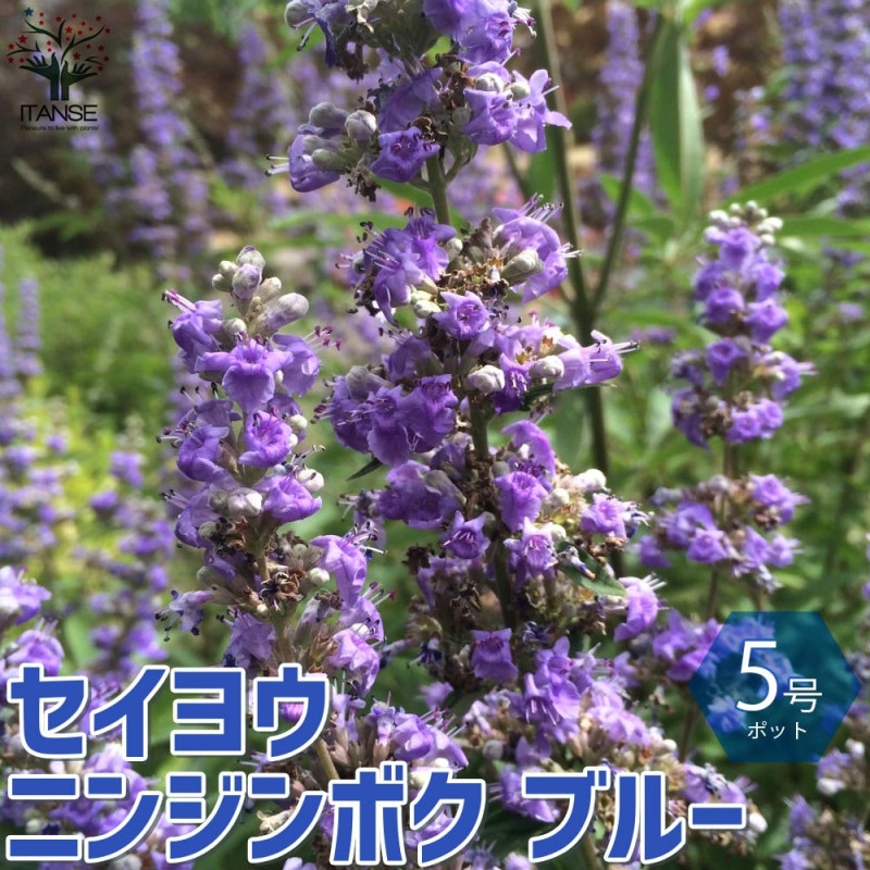 セイヨウニンジンボク ブルー【庭木 6号鉢／1個売り】｜ 【植物の