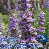 セイヨウニンジンボク ブルー【庭木 5号鉢／1個売り】|植木・花木