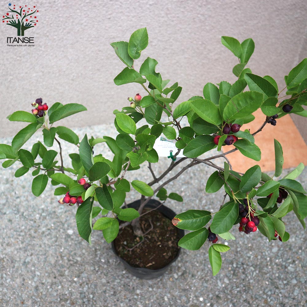 ジューンベリーの苗木 リージェント(矮性品種) 成木でも150cm程