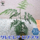 グレビレア ロブスタ 【庭木 3.5号鉢／1個売り】|植木・花木
