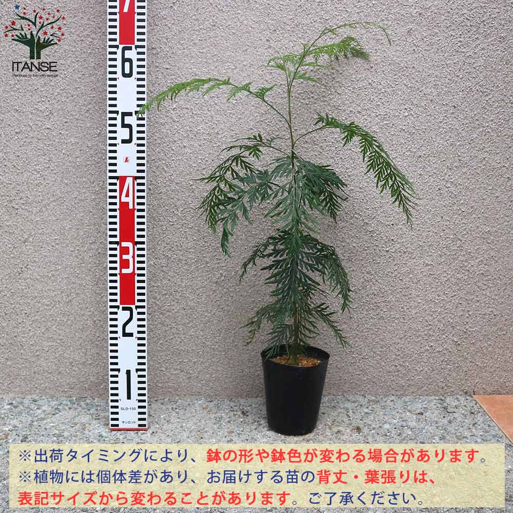 グレビレア ロブスタ 【庭木 3.5号鉢／1個売り】｜ 【植物の