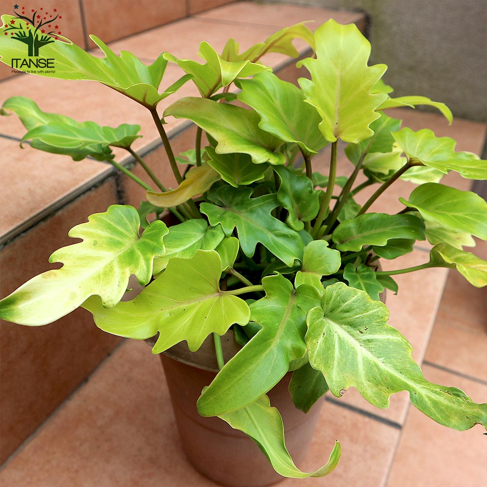 クッカバラ 8号プラ鉢 根上りクッカバラ Philodendron