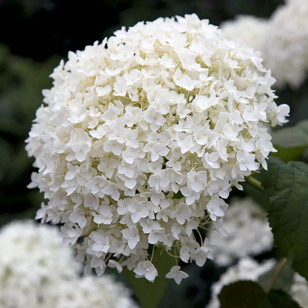 アジサイの苗木 アナベル【庭木 6号鉢／1個売り】｜ 【植物の