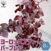 ヨーロッパブナ プルプレア(パープレア) 【庭木 8号鉢／1個売り】|植木・花木