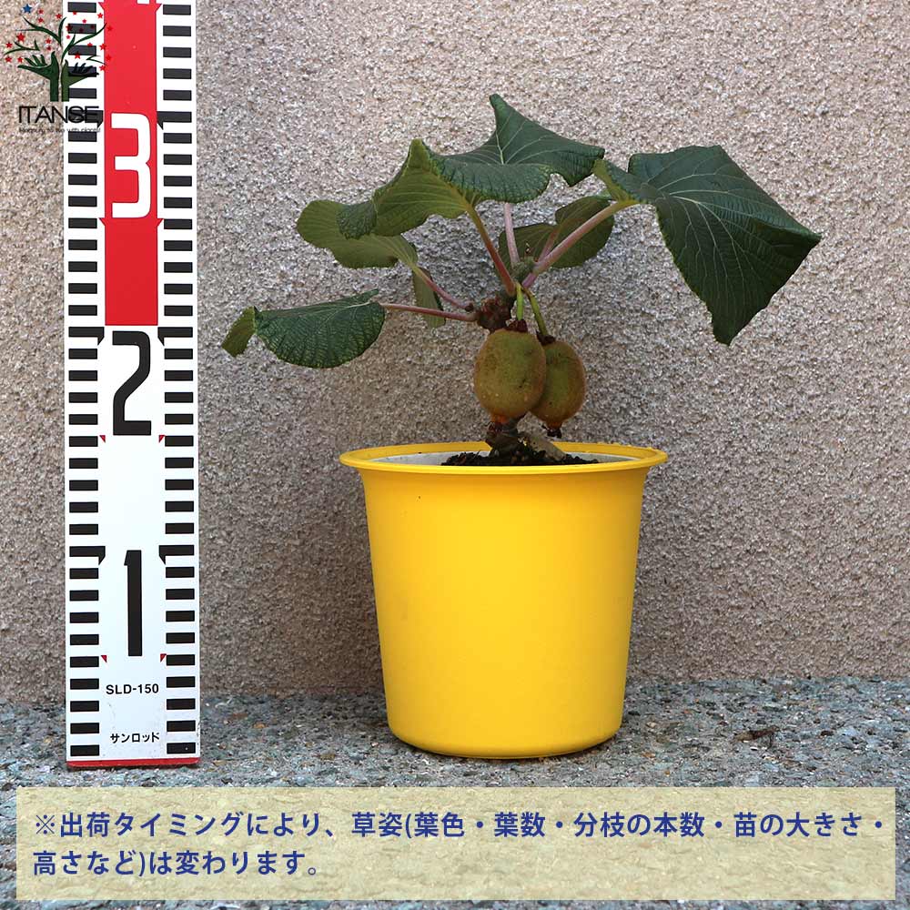 キウイの苗木 雌木 スーパーゴールド 【果樹の苗木 5号鉢／1個売り
