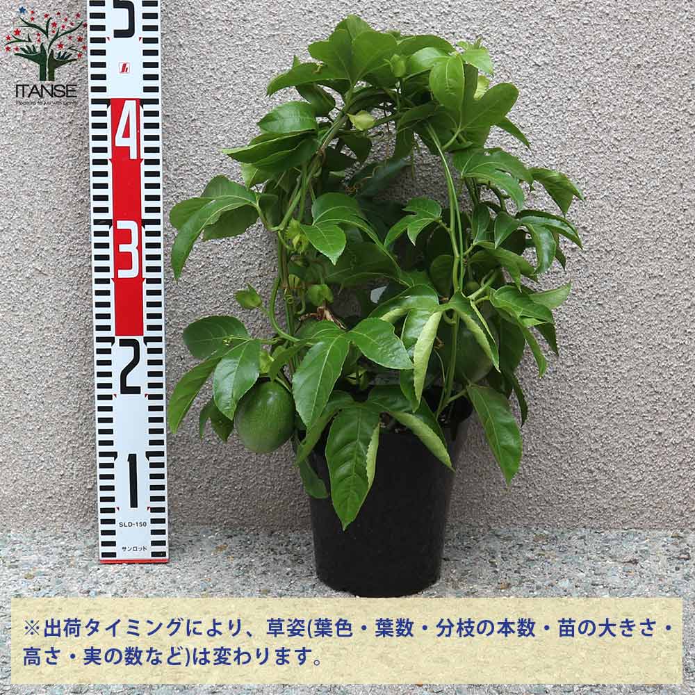 パッションフルーツの苗問い合わせ 楽天市場】パッションフルーツ 【パープル】 3.5号 ポット苗