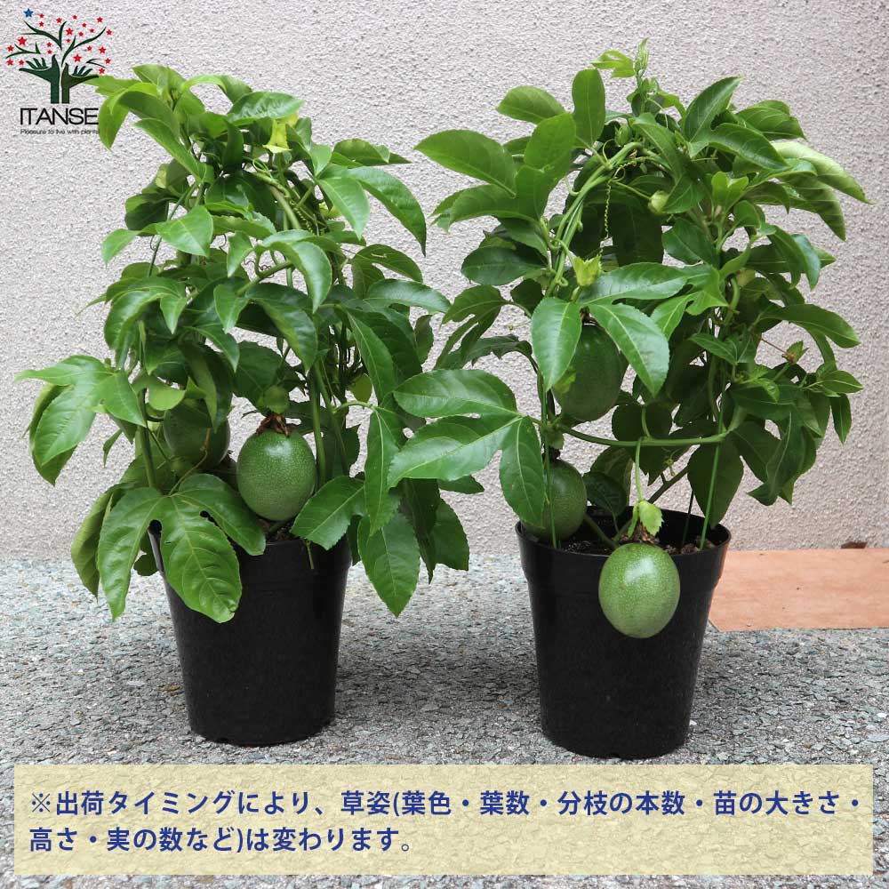実付きパッションフルーツの苗木 紫玉系【果樹の苗木 5号鉢／1個