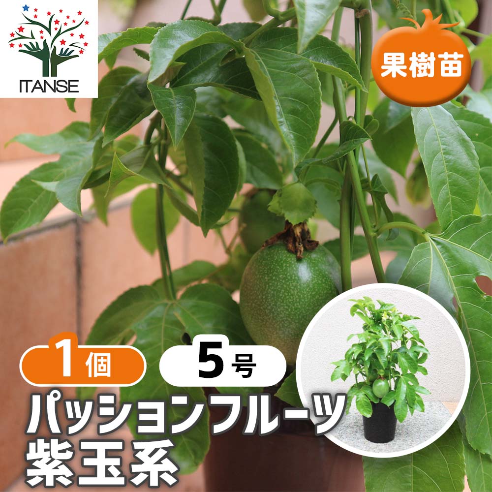 パッションフルーツの苗木 紫玉系【果樹苗／5号鉢／1個売り】｜ 【植物