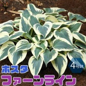 ホスタの苗木 ガーデンホスタ”ファーンライン”【花苗 4号鉢／1個売り】|植木・花木