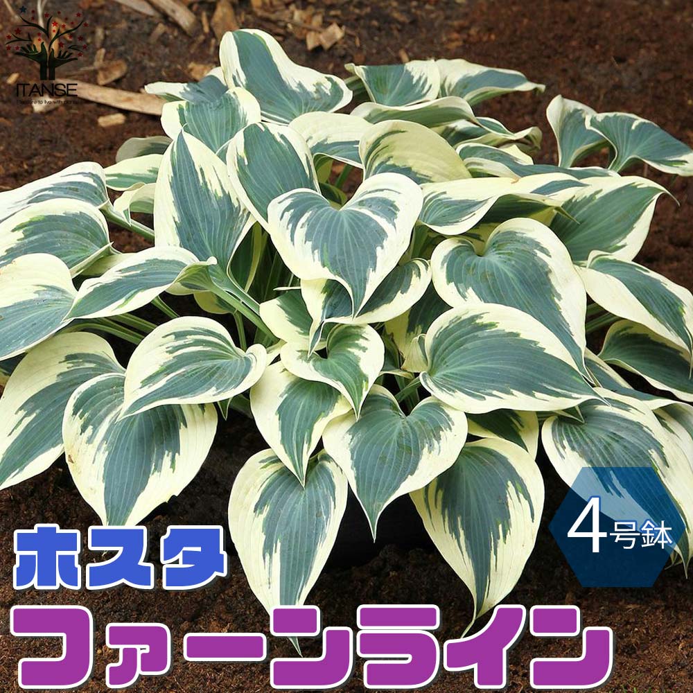 ホスタの苗木 ガーデンホスタ”ファーンライン”【花苗 4号鉢／1個売り】