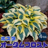 ホスタの苗木 ガーデンホスタ”オータムフロスト”【花苗 4号鉢／1個売り】|植木・花木