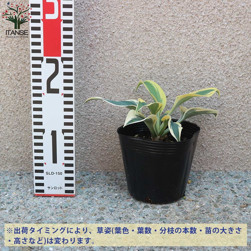 ホスタの苗木 ガーデンホスタ”オータムフロスト”【花苗 4号鉢／1個売り