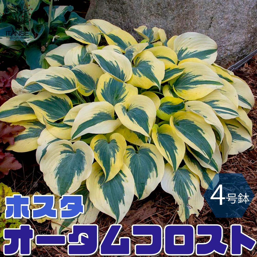 ホスタの苗木 ガーデンホスタ”オータムフロスト”【花苗 4号鉢／1個売り】