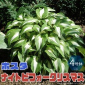 ホスタの苗木 ビフォークリスマス【花苗 4号苗／1個売り】|花苗