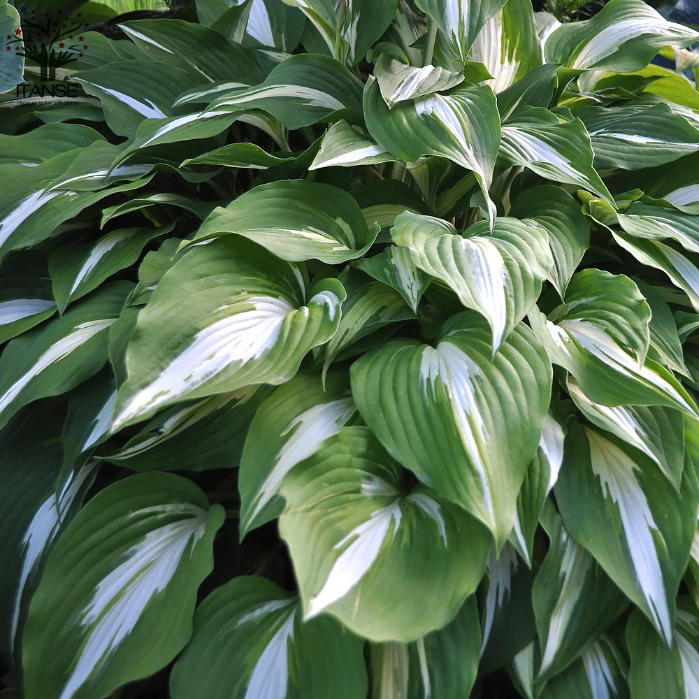 ホスタの苗木 ビフォークリスマス【花苗 4号苗／1個売り】｜ 【植物の