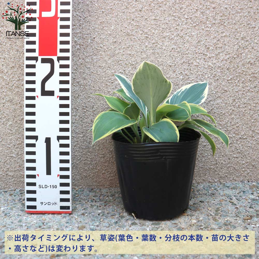 ホスタの苗木 ファーストフロスト【花苗 4号苗／1個売り】｜ 【植物の