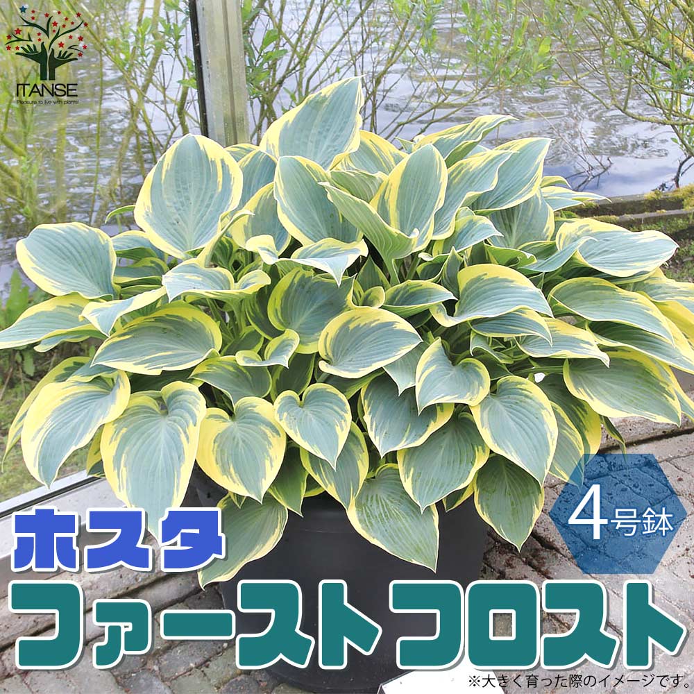 ホスタの苗木 ファーストフロスト【花苗 4号苗／1個売り】