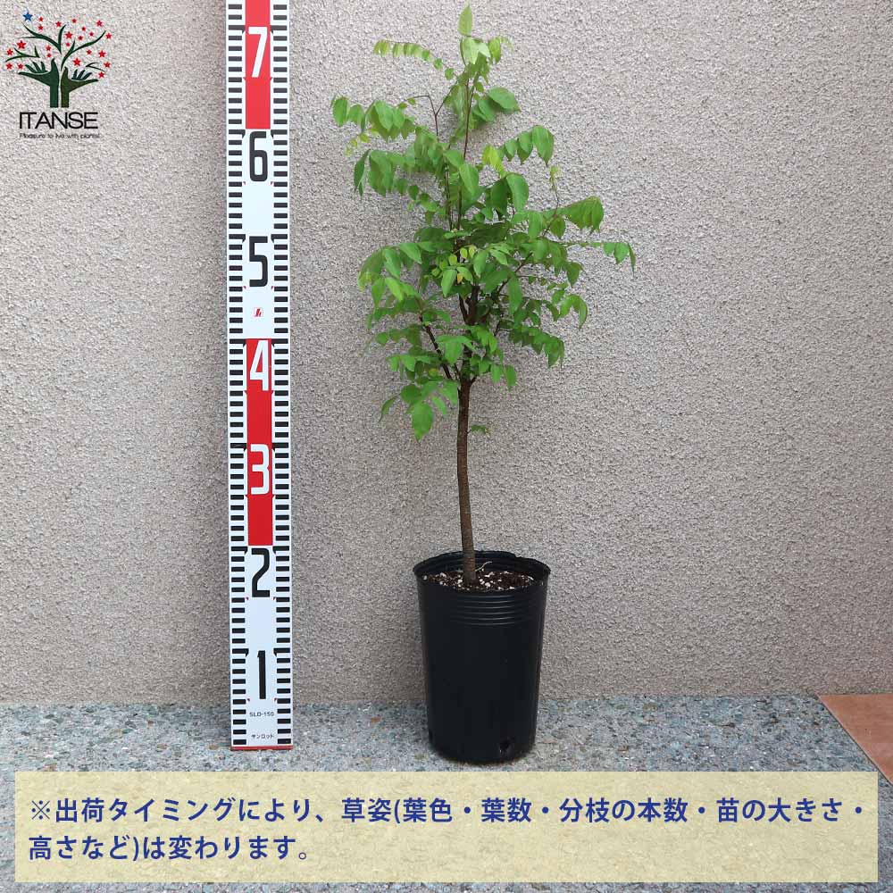 merimreroさん専用です。スターフルーツ大型苗木。ゴレンシ。秋咲きピンク花 merimreroさん専用です。スターフルーツ大型苗木。ゴレンシ。秋