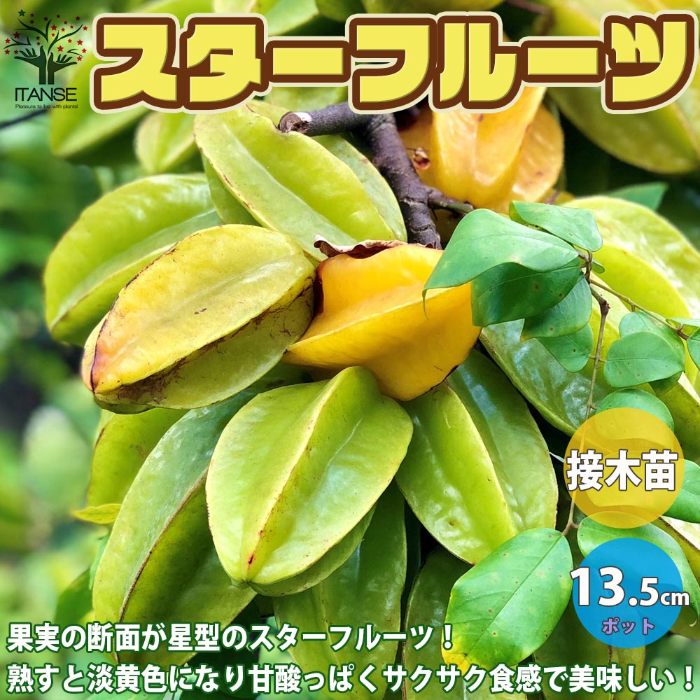 スターフルーツの苗 【果樹の苗木 13.5cmポット／1個売り
