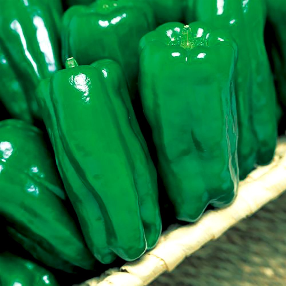 ピーマンの苗 京ひかりピーマン(中型種)【野菜の苗 15cmポット 接木苗／1個売り】