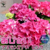 アジサイの苗木 アマランスプチ ピンク【庭木 4号鉢／1個売り】|植木・花木