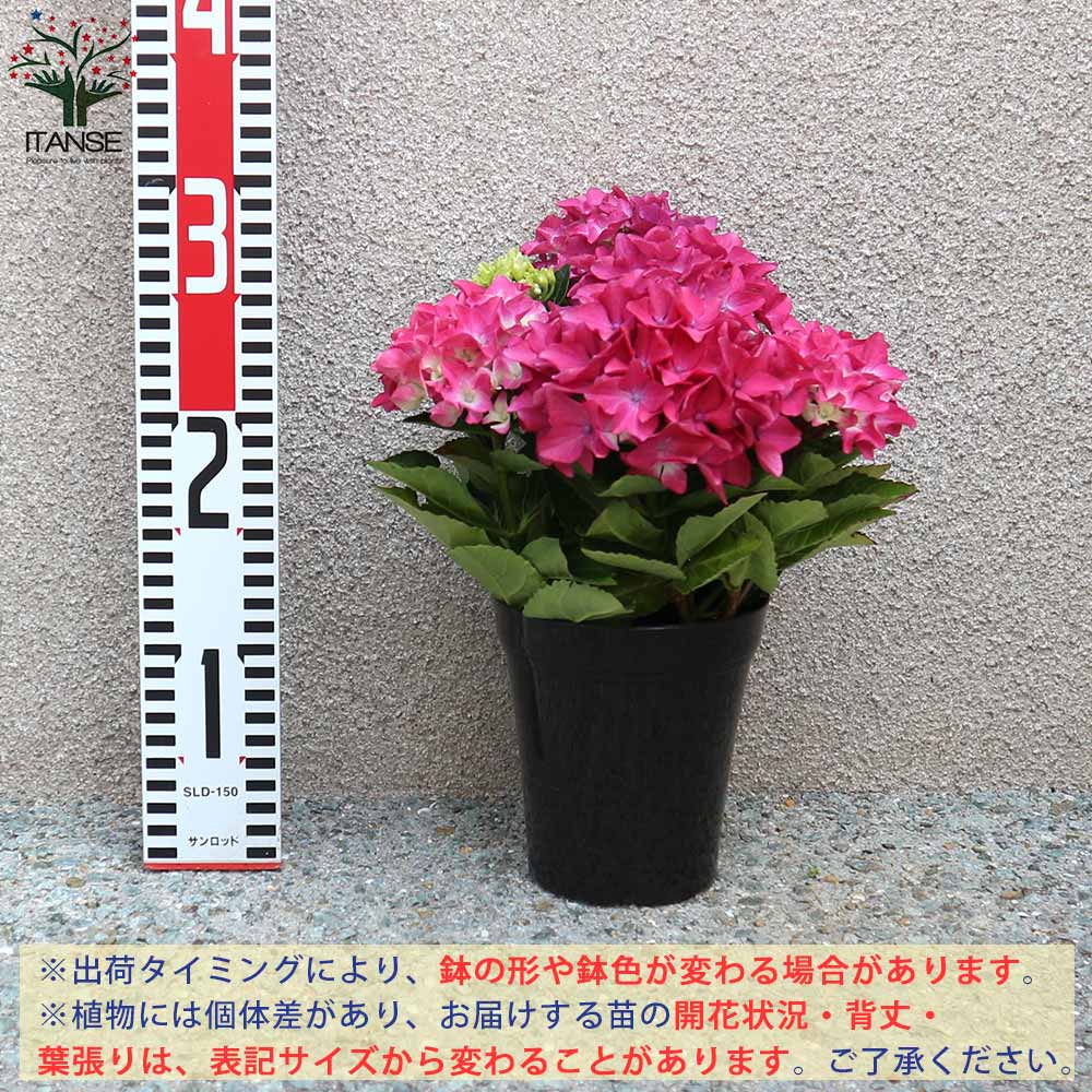 アジサイの苗木 アマランスプチ ピンク【庭木 4号鉢／1個売り